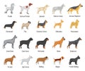 Dogs breed vector flat icons set