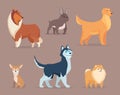 Dogs breeds. Domestic animals funny puppy sitting walking jumping terrier bulldog poodle dachshund exact vector cartoon Royalty Free Stock Photo