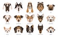 Dogs Breeds Set Royalty Free Stock Photo