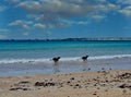 Dogs on Broome Beach