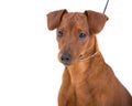 Dogs Royalty Free Stock Photo