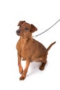 Dogs Royalty Free Stock Photo