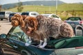 Dogs in a cabriolet in Sonoma, CA