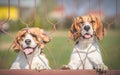 Dogs can't wait to go for a walk Royalty Free Stock Photo