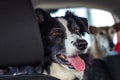 Dogs in car. Pets transportation