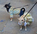 Dogs in Carnival Costume Royalty Free Stock Photo