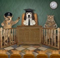 Dogs and cat at court hearing