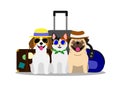 Dogs and cat group going to travel