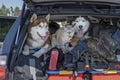 Dogs and cat in the trunk of the car. Concept of travel with animals, transportation of pets. Crowded trunk