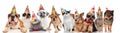 Dogs and cats of different breeds wearing colorful birthday hats Royalty Free Stock Photo