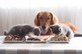 Dogs and cats and food Royalty Free Stock Photo