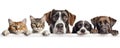 Dogs and Cats, peeking over the clear solid white top line, petshop banner, happy, smile, funny. Generative AI weber. Royalty Free Stock Photo