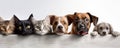 Dogs and Cats, peeking over the clear solid white top line, petshop banner, happy, smile, funny. Generative AI weber. Royalty Free Stock Photo