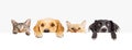 Dogs And Cats Peeking Over Web Banner