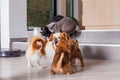 Dogs and cats playing together at home while robotic vacuum cleaner cleaning the room Royalty Free Stock Photo