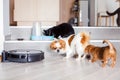 Dogs and cats playing together at home while robotic vacuum cleaner cleaning the room Royalty Free Stock Photo