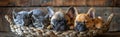 Dogs and Cats Sleeping in a Basket Royalty Free Stock Photo