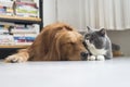 Dogs and cats snuggle together Royalty Free Stock Photo