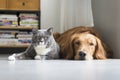 Dogs and cats snuggle together Royalty Free Stock Photo