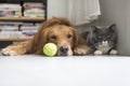 Dogs and cats snuggle together