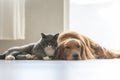 Dogs and cats snuggle together