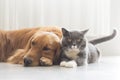 Dogs and cats snuggle together Royalty Free Stock Photo