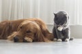 Dogs and cats snuggle together Royalty Free Stock Photo