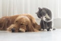 Dogs and cats snuggle together Royalty Free Stock Photo