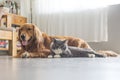Dogs and cats snuggle together