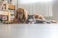 Dogs and cats snuggle together Royalty Free Stock Photo