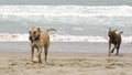 Dogs chasing on beach