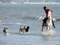 Dogs chasing man on a horse on Versova beach. 