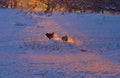 Dogs chasing in the snow fields