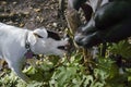 Dogs Chewing Sticks on Tree showing teeth