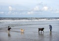 Dogs and child on north sea beach in holland Royalty Free Stock Photo