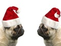Pugs with Christmas hats