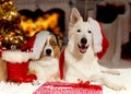 Dogs on Christmas with Santa Hat