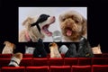 Dogs in cinema looking a music movie