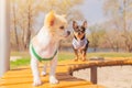 Focus on white chihuahua puppy, black dog defocused. Dogs in clothes are standing on a bench