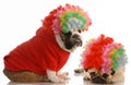 Dogs clowning around Royalty Free Stock Photo