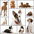 Dogs collage Royalty Free Stock Photo