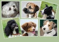 Dogs, collage Royalty Free Stock Photo