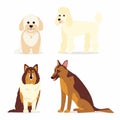 Dogs collection. Mini poodle, collie, german shepherd dog and maltipoo Royalty Free Stock Photo