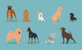 Dogs collection. Vector illustration of funny different breeds dogs in trendy flat style. Cute small and big pets. Royalty Free Stock Photo