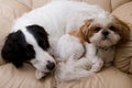 Dogs on a comfy chair Royalty Free Stock Photo