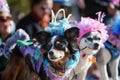 dogs in costumes with owners at pet parade