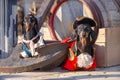 Dogs in costumes of pirate cocked hat stand deck ship anchor barrel teambuilding Royalty Free Stock Photo