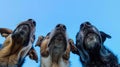 The dogs' curious noses. AI generated Royalty Free Stock Photo