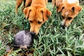 Dogs curiously sniffing turtle in nature green garden Royalty Free Stock Photo