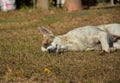 Dogs cute sleeping, Dog pet has white fur stripe brown spots sleeping on grass field are happily Royalty Free Stock Photo